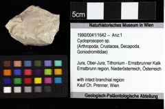 Foto (Objket + Etiketten) von Decapoda indet. 